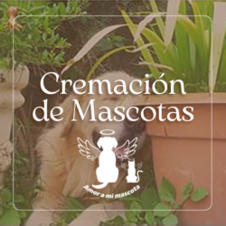 Cremación de mascotas